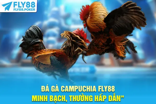 Đá Gà Campuchia - Hòa Không Khí Sôi Động, Cược Minh Bạch 7 Đá gà Campuchia Fly88 minh bạch, thưởng hấp dẫn