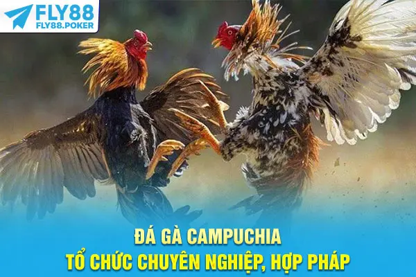 Đá Gà Campuchia - Hòa Không Khí Sôi Động, Cược Minh Bạch 6 Đá gà Campuchia tổ chức chuyên nghiệp, hợp pháp