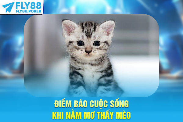 Nằm Mơ Thấy Mèo - Luận Giải Điềm Báo & Con Số Tài Lộc 2025 5 Điềm báo cuộc sống khi nằm mơ thấy mèo