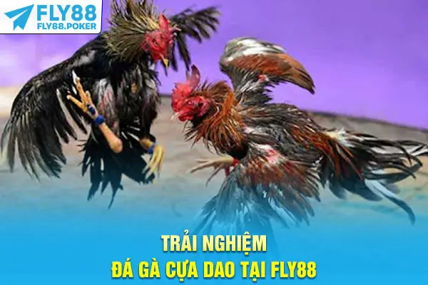 Hướng Dẫn Chơi Đá Gà Cựa Dao - Mẹo Thắng Thưởng Mỗi Ngày 6 Trải nghiệm đá gà cựa dao tại Fly88